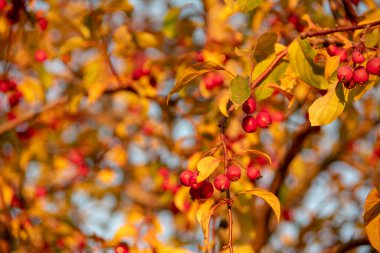 Hawthorn, Schoneberg Berlin 'deki küçük bir bahçede çiçek açıyor.