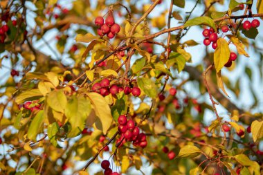Hawthorn, Schoneberg Berlin 'deki küçük bir bahçede çiçek açıyor.