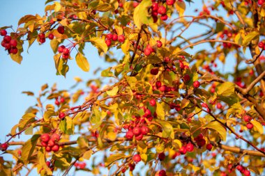 Hawthorn, Schoneberg Berlin 'deki küçük bir bahçede çiçek açıyor.