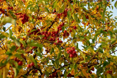 Hawthorn, Schoneberg Berlin 'deki küçük bir bahçede çiçek açıyor.