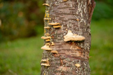 Lichen, Schoneberg Berlin 'deki küçük bir bahçedeki ağaç gövdesinde büyüyor.