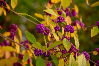 Callicarpa americana güzellik meyvesi Schoneberg Berlin 'de küçük bir bahçede çiçek açıyor.