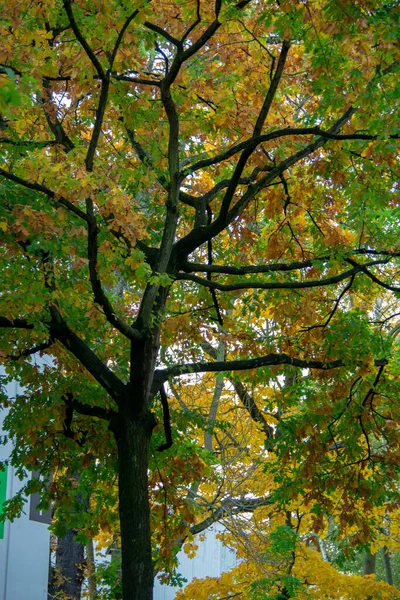 Grüner Ahorn Fällt Laub Straßenlandschaft Schoneberg Berlin — Stockfoto