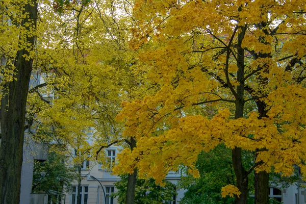 Grüner Ahorn Fällt Laub Straßenlandschaft Schoneberg Berlin — Stockfoto