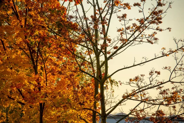 Roter Ahorn Fällt Schoneberg — Stockfoto