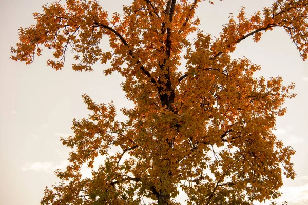 Baum Sonnenuntergang Himmel Landschaft Schoneberg Berlin — Stockfoto