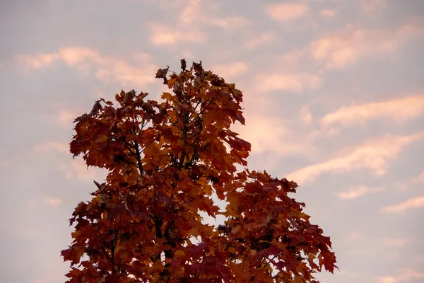 Altocumulus Wolkenlandschaft Und Fallender Ahorn Schoneberg Berlin — Stockfoto