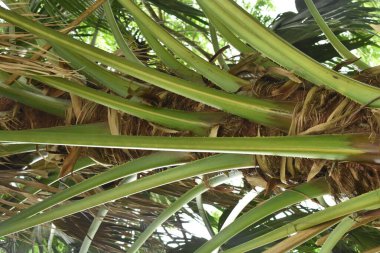 Küba 'da bir palmiye ağacının gövdesine yakın.
