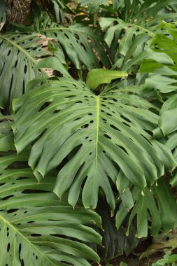 Havana Küba 'da Monstera Deliocsa yaprağı