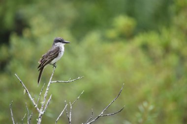 Abaza Kingbird, Vinales Küba 'da bir ağaca tünemişti.