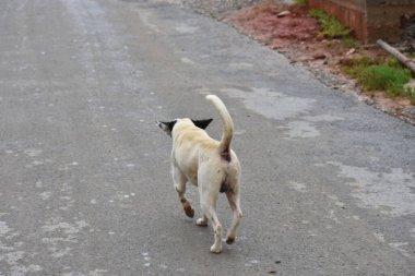 Vinales Küba 'da başıboş bir köpek yolda yürüyor.