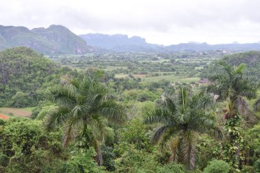 Vinales Küba 'daki Hotel de los Jazmine' den pek çok palmiye ağacının manzarası