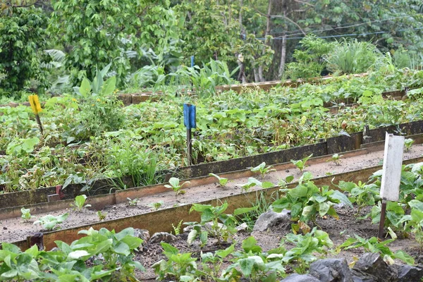 Filas Cultivos Una Granja Ecológica Vinales Pinar Del Rio — Foto de Stock