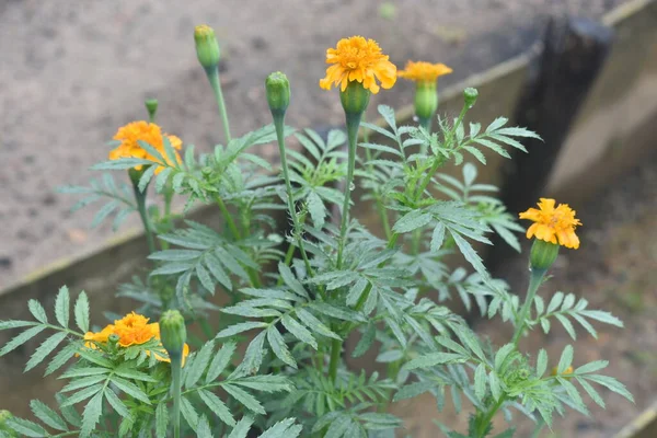 Yellow gold flower blooming in Cuba