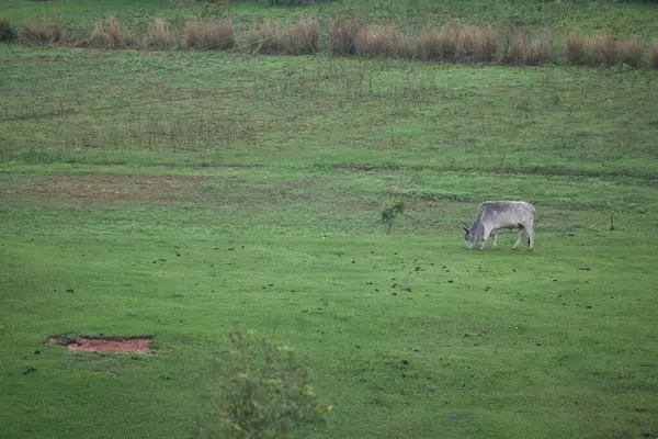 Byk Wypasający Się Polu Wsi Vinales Cuba — Zdjęcie stockowe