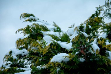 Berlin 'de masmavi gökyüzü ile her yer karla kaplıydı.