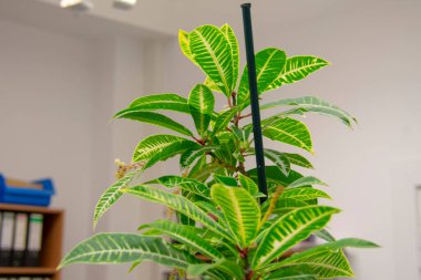 Codiaeum variegatum saksılı bahçe crotonu bir ofis C 'de.