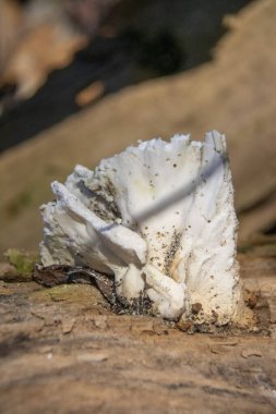 Doeberitzer heide brandenburg 'daki Laetiporus sülfür ormanın tavuğu.