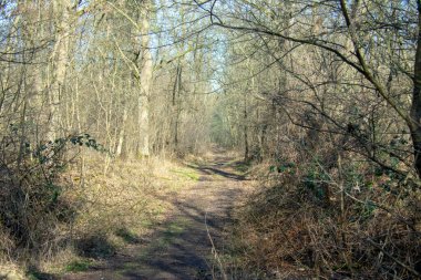 Doeberitzer Heide Brandenburg 'da çayırlık arazi yürüyüşü.