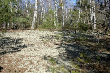 Doeberitzer Heide Brandenburg 'da yeşil çayır orman manzarası