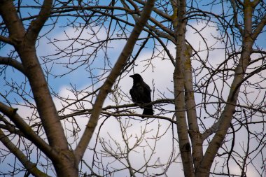 Schoneberg Berlin 'deki doğa parkında Schoneberger Sudgelande' de bir ağaca tünemiş siyah karga.