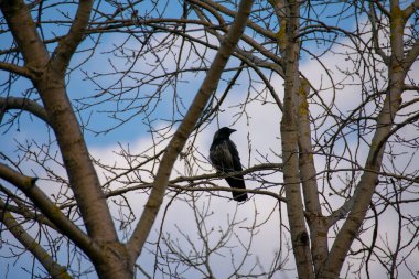 Schoneberg Berlin 'deki doğa parkında Schoneberger Sudgelande' de bir ağaca tünemiş siyah karga.