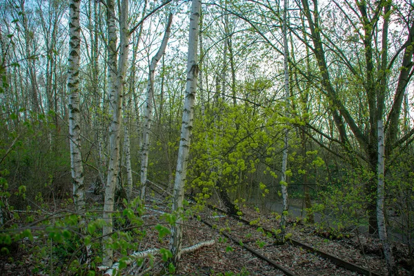 Tájkép Schoneberger Sudgelande Természetparkban Schoneberg Berlinben — Stock Fotó