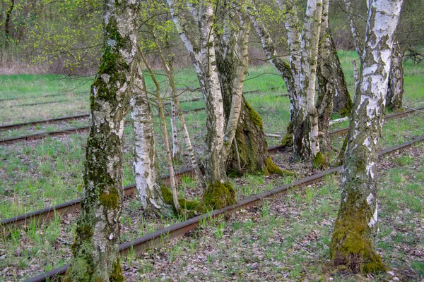 Krajina Přírodním Parku Schoneberger Sudgelande Schonebergu Berlíně — Stock fotografie