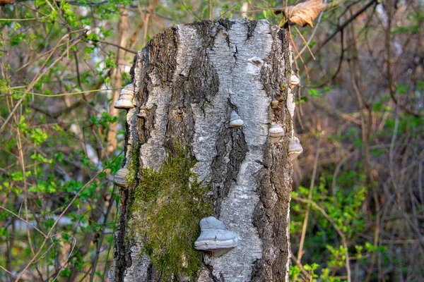 自然公園でのThe Tinder真菌 シュネベルガー スジェランデ ベルリン — ストック写真