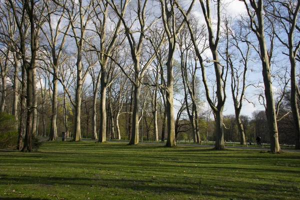 Poplars Lined Scene Treptower Park Friedrichschain Berlin — Stock Photo, Image