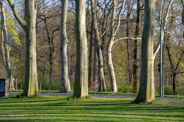 Pappeln Szene Gesetzt Treptower Park Berlin Friedrichschain — Stockfoto