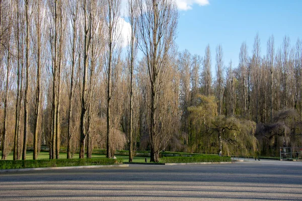 Scena Drzewa Pomniku Sowieckiej Wojny Parku Treptower Friedrichschain Berlin — Zdjęcie stockowe