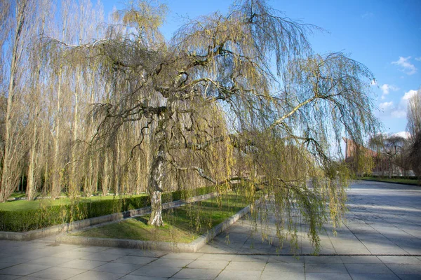 Scena Drzewa Pomniku Sowieckiej Wojny Parku Treptower Friedrichschain Berlin — Zdjęcie stockowe