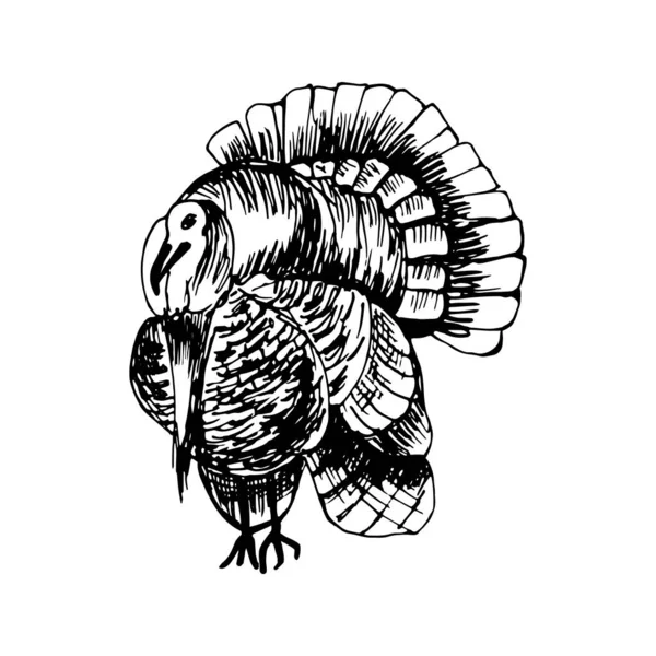 Dinde De Thanksgivingストックベクター ロイヤリティフリーdinde De Thanksgivingイラスト Depositphotos Dinde De Thanksgivingストックベクター ロイヤリティフリーdinde De Thanksgivingイラスト Depositphotos