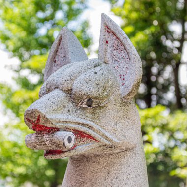 Japonya 'nın Kanazawa kentindeki Miumajinja tapınağında (Japonca, kitsune) Tanrı' nın habercisi olduğu söylenen bir tilkinin tarihi taş heykeli..