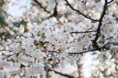 Kiraz çiçekleri, ya da sakura, ilkbaharda çiçek açar, Kanazawa, Ishikawa Bölgesi, Japonya.