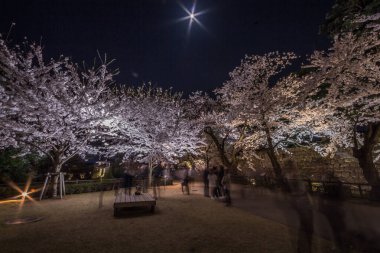 Japonya 'daki Kanazawa Kalesi' nde bahar kiraz çiçeği manzarası (Japonca hanami olarak bilinir). Kanazawa Şehri, Ishikawa Bölgesi, Japonya.