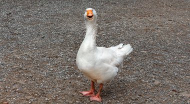 Büyük beyaz kaz turuncu gagalı, ağzı açık, doğrudan kameraya bakıyor, Roman Gölleri, Marple, Cheshire, İngiltere. Kazlar Anatidae familyasının su kuşlarıdır..