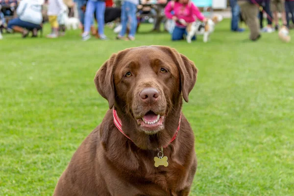 Kahverengi çikolatalı labrador köpeği, mutlu bir ifadeyle çimlerin üzerinde oturuyor. Stockport, Cheshire, İngiltere.