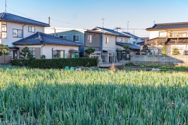 Japonya 'nın Kanazawa semtindeki ekili yeşil soğan tarlasının kışın manzarası.