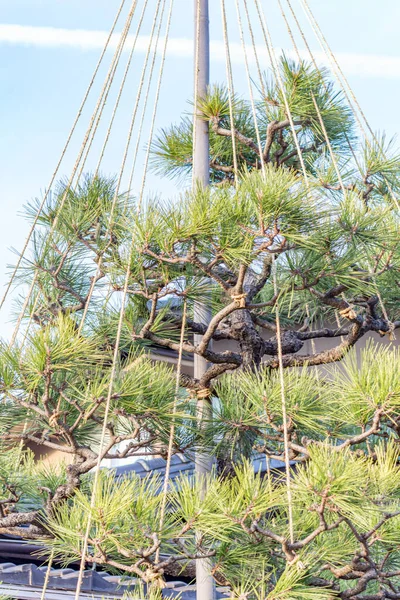 Japanese pine tree in winter supported by ropes called yukitsuri which project the branches breaking under the weight of snow.  Onomachi, Kanazawa, Japan.