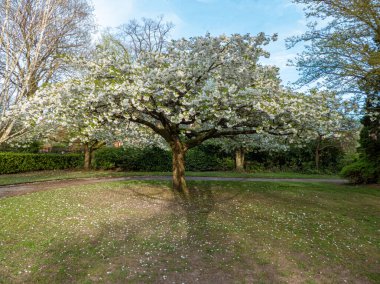 Stockport, İngiltere 'deki halk parkında beyaz kiraz ağaçları..