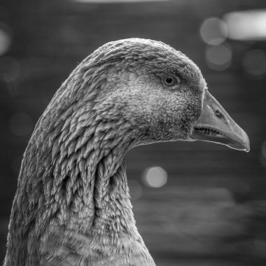 Reddish Vale Country Park, Stockport, Cheshire, İngiltere 'ye yakın çekim..