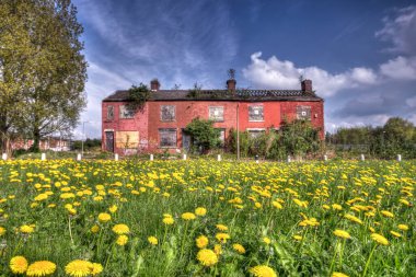 Row of abandoned terraced houses awaiting demolition, with field of dandelions in foreground, Clayton, Manchester, UK clipart