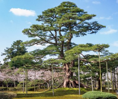 Tahta dallı muhteşem çam ağacı, Kenrokuen bahçeleri, Kanazawa, Japonya
