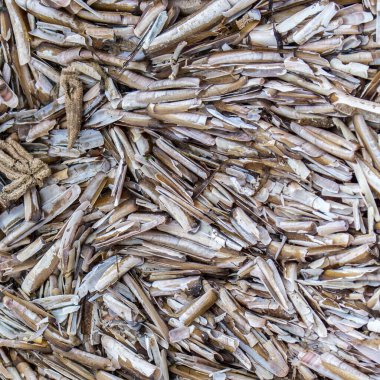 Yüzlerce midye kabuğu sahilde, New Brighton, Merseyside, İngiltere