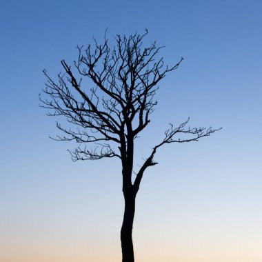 Gün batımında gökyüzüne bakan ağaç silueti. Stockport ve Tameside sınırlarındaki Werneth Low Country Park, Büyük Manchester, İngiltere.