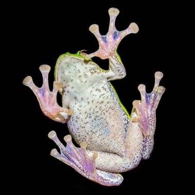 Japon orman yeşil ağaç kurbağası cam pencere, Kanazawa, Japonya