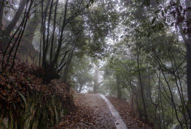 Ormanda yol, Bitchu Matsuyama kalesi, Japonya
