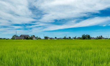 Yazın pirinç tarlası, mavi bulutlu gökyüzü altında, Kanazawa, Ishikawa Bölgesi, Japonya.